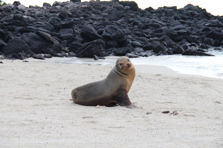 Galapagos Islands